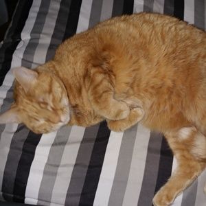 Meet your Posher, Philip